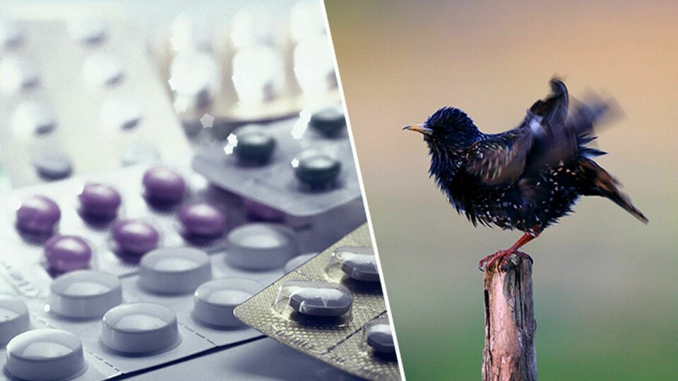 En brittisk studie visar att fåglar får minskad sexlust av människors medicinrester. Foto: IBL