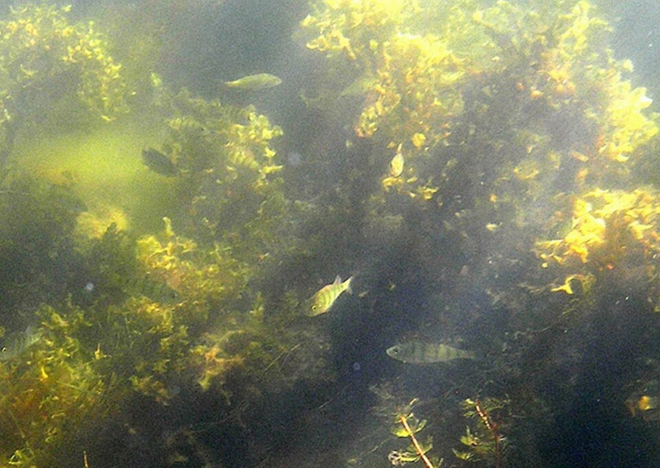 Hälften av allt liv i världshaven har försvunnit, larmar WWF. Abborre och blåstång (på bilden) är två arter som gynnas om övergödningen i Östersjön minskar. Foto: Ulf Bergström / SLU Aqua / TT Hälften av allt liv i världshaven har försvunnit, larmar WWF. Abborre och blåstång (på bilden) är två arter som gynnas om övergödningen i Östersjön minskar. Foto: Ulf Bergström / SLU Aqua / TT