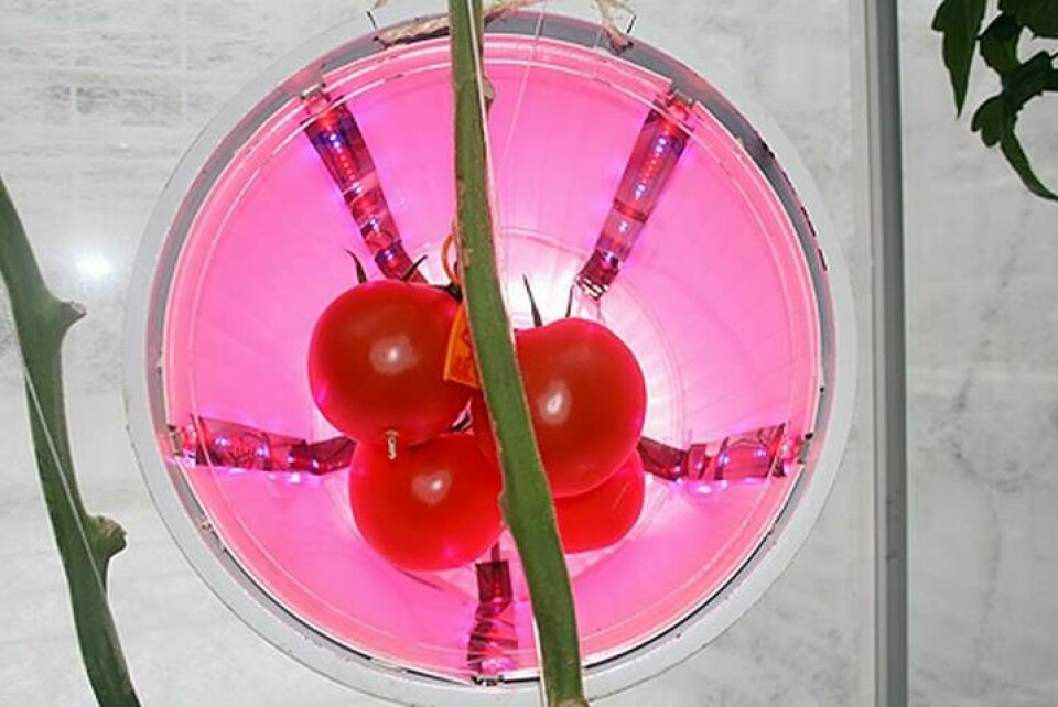 Testet visade att tomater som blir belysta med ledljus kan innehålla dubbla mängden c-vitamin. Foto: Plant Sciences Group WUR