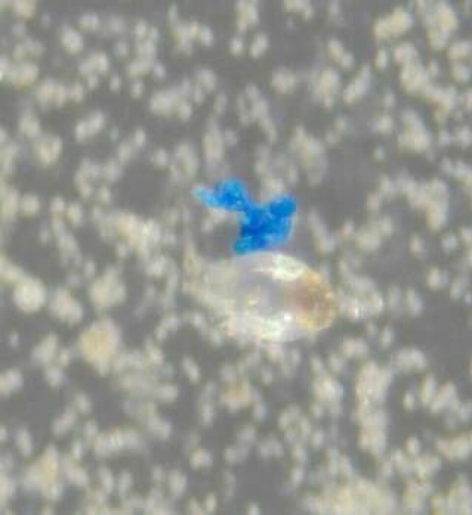 De mikrometersmå plastpartiklarna har trålats upp utmed Bohuskusten. Samma partikeltyp har hittats i djuphaven på 3000 till 5000 meters djup liksom i Östersjön. Om de är skadliga för vattenlivet vet forskarna ännu inte. Foto: IVL