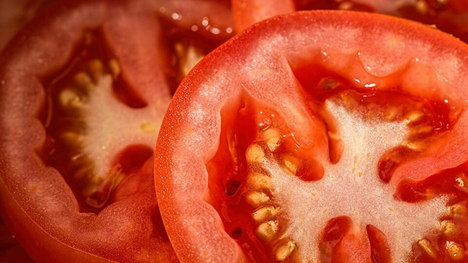 Japanska Sanatech har börjat sälja crisprade tomater på den inhemska marknaden. Genrebild. Foto: Pixabay