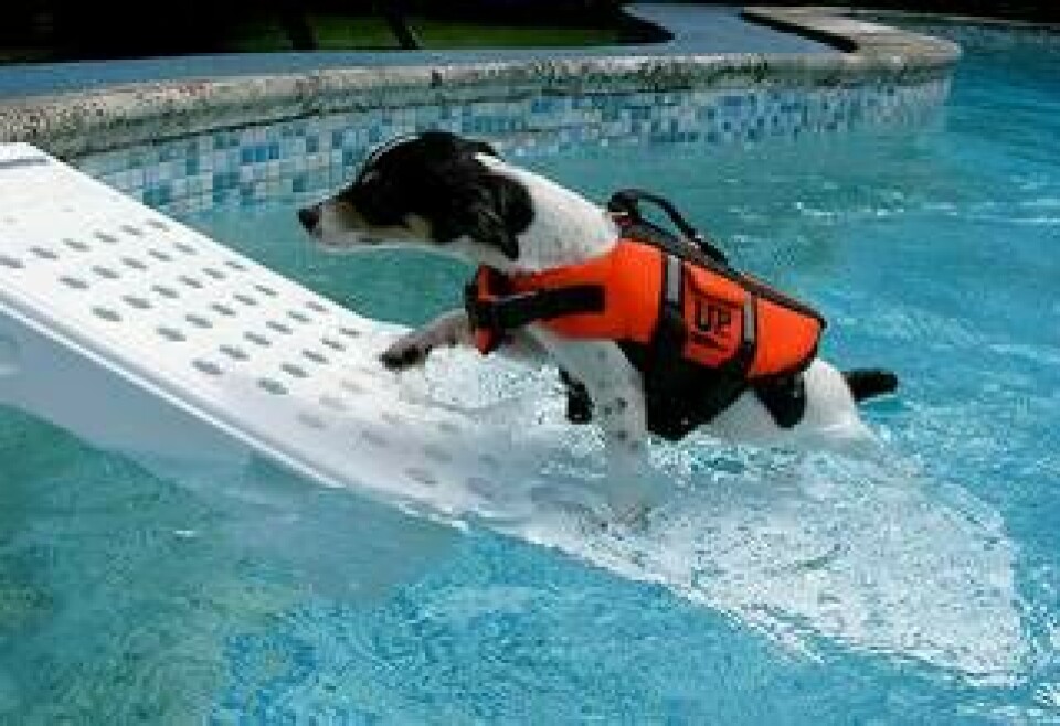 Få sjöhunden ombord. Hundar brukar gilla att bada, men att få dem ombord igen är lättare sagt än gjort. En ramp kan lösa problemet för husse och matte. Skamper Ramp är en av flera som finns på marknaden.Pris: 1 900 kronor.