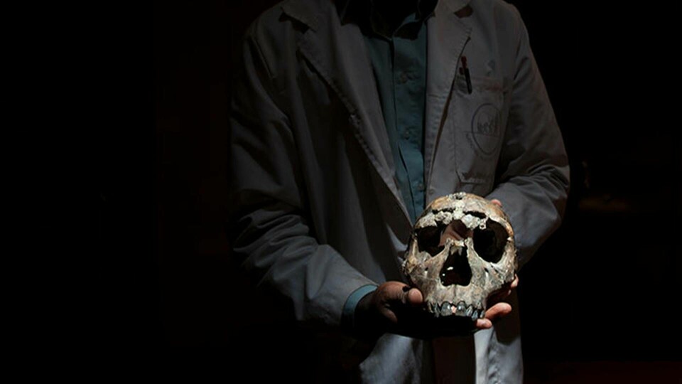 Tom Mukhuyu, på Kenyas nationalmuseum håller i skallen av en 12-årig homo erectus, känd som Turkana Boy. Foto: All Over Press