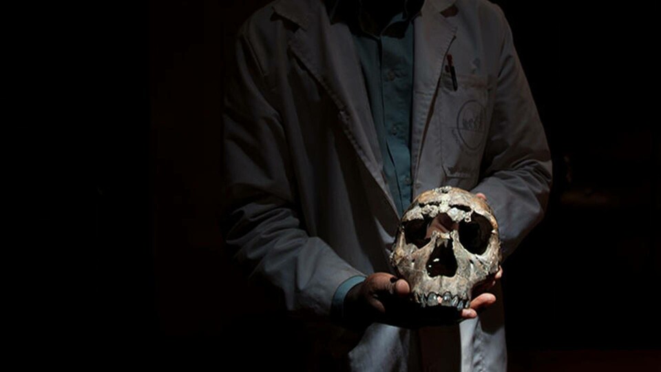 Tom Mukhuyu, på Kenyas nationalmuseum håller i skallen av en 12-årig homo erectus, känd som Turkana Boy. Foto: All Over Press Tom Mukhuyu, på Kenyas nationalmuseum håller i skallen av en 12-årig homo erectus, känd som Turkana Boy. Foto: All Over Press