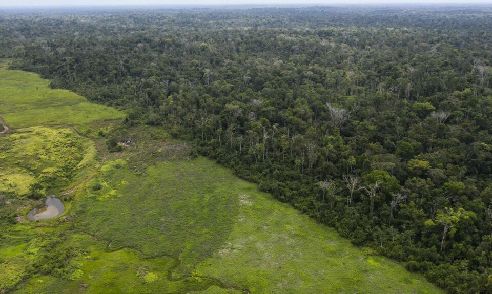 Avskogningen av Amazonas regnskog är omfattande. Här syns den skarpa gränsen mellan regnskog och avskogat område som används till boskapsrancher. Arkivbild. Foto: Rodrigo Abd/AP/TT