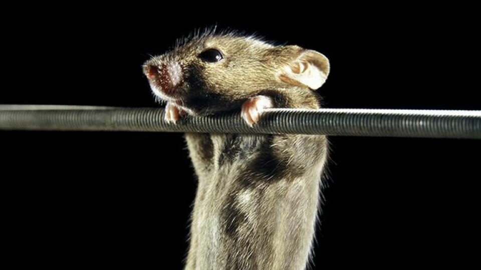 Den här musen har ingått i en annan studie kring Duchennes muskeldystrofi, som medför en fortskridande muskelsvaghet. Fotad vid AFM, den franska muskeldystrofi-föreningen i Evry.  Foto: Science Photo Library