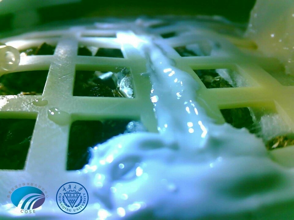 Den här bilden ska föreställa ett bomullsfrö som börjat gro ombord på den kinesiska rymdsonden Cheng'e 4. Foto: Chongqing University