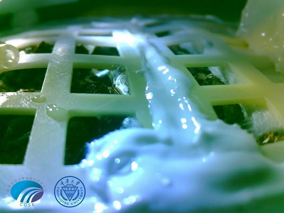 Den här bilden ska föreställa ett bomullsfrö som börjat gro ombord på den kinesiska rymdsonden Cheng'e 4. Foto: Chongqing University Den här bilden ska föreställa ett bomullsfrö som börjat gro ombord på den kinesiska rymdsonden Cheng'e 4. Foto: Chongqing University