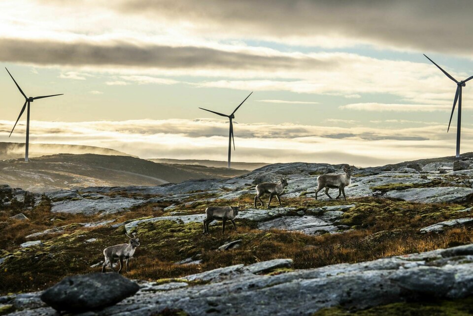 Storheia vindpark med 80 turbiner togs i drift i februari 2020, då Norges största. Arkivbild. Foto: Heiko Junge/NTB/TT