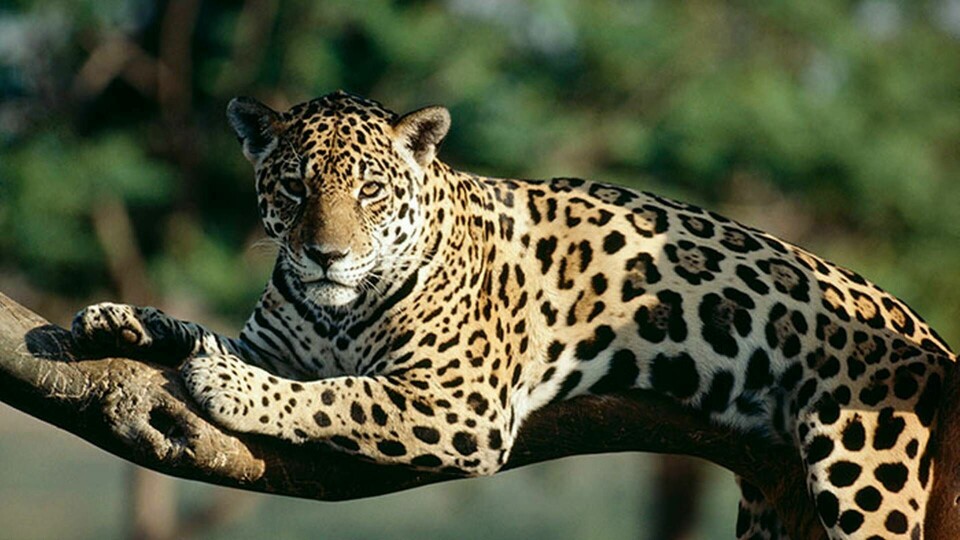 Jaguaren drabbas av murbygge. Foto: Francois Gohier / IBL