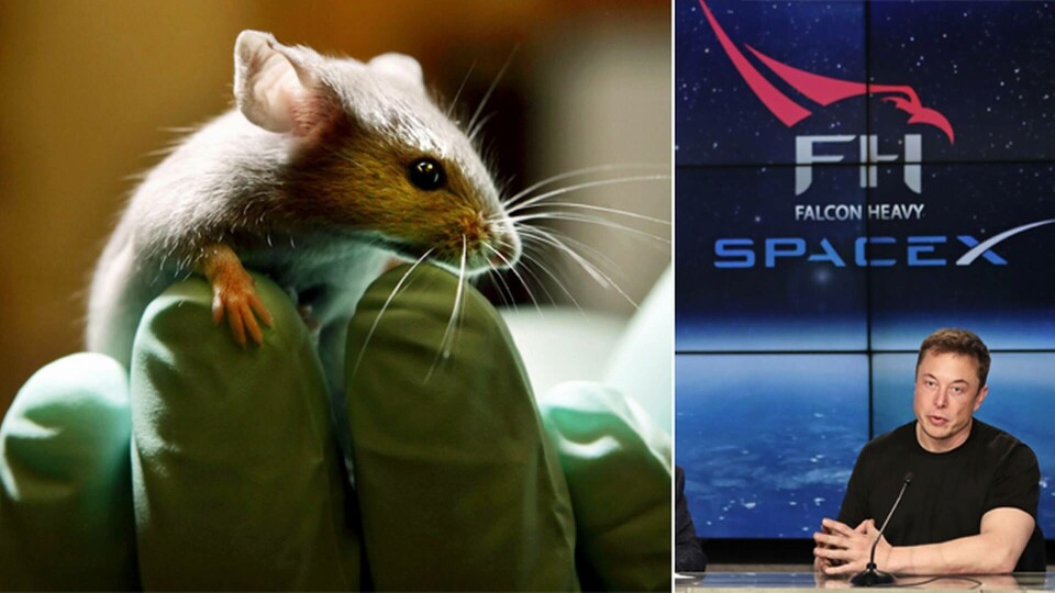 Foto: AP Photo/Robert F. Bukaty/TT & AP Photo/John Raoux/TT Foto: AP Photo/Robert F. Bukaty/TT & AP Photo/John Raoux/TT