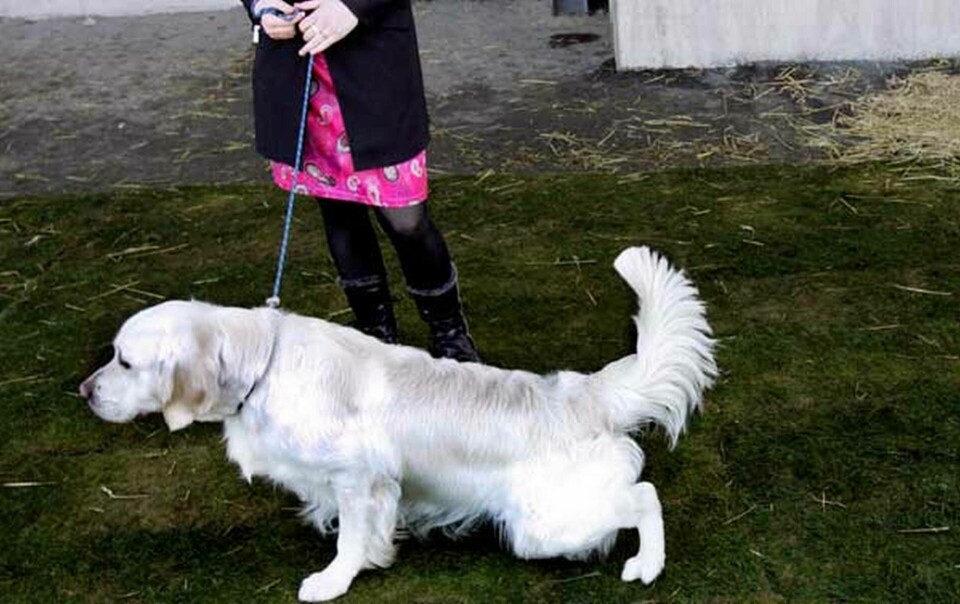 Hundbajset spåras till hundägaren med DNA-prov. Foto: TT-bild