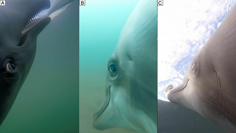 Forskare utrustade delfiner från USA:s flotta med kameror. Foto: Ridgway et al