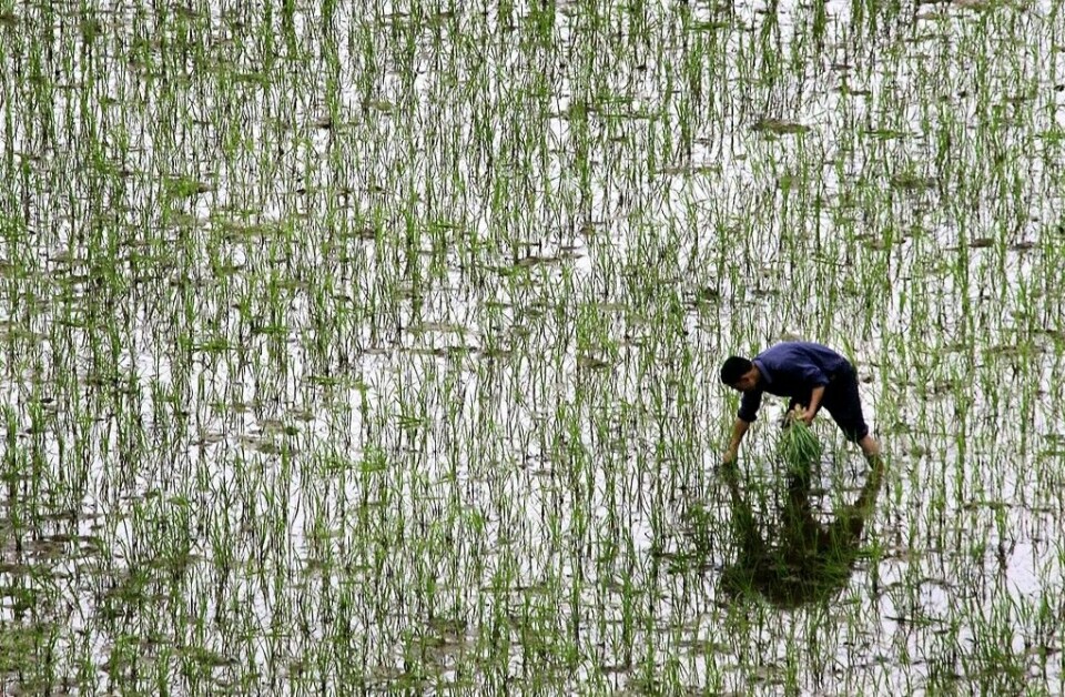 Ett ris som inte behöver planteras om varje år finns på listan över årets främsta forskningsnyheter. Här en risodling i den kinesiska Hunanprovinsen. Arkivbild. Foto: Eugene Hoshiko/AP/TT