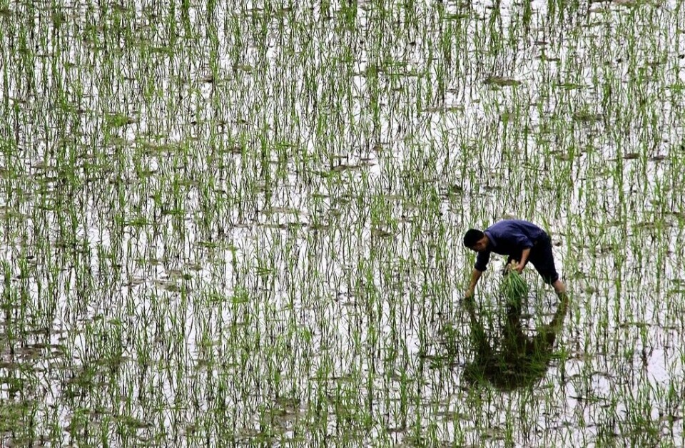 Ett ris som inte behöver planteras om varje år finns på listan över årets främsta forskningsnyheter. Här en risodling i den kinesiska Hunanprovinsen. Arkivbild. Foto: Eugene Hoshiko/AP/TT Ett ris som inte behöver planteras om varje år finns på listan över årets främsta forskningsnyheter. Här en risodling i den kinesiska Hunanprovinsen. Arkivbild. Foto: Eugene Hoshiko/AP/TT