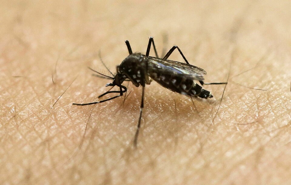 En mygga av arten Aedes aegypti som bland annat kan sprida zikaviruset. Arkivbild. Foto: Andre Penner/AP/TT