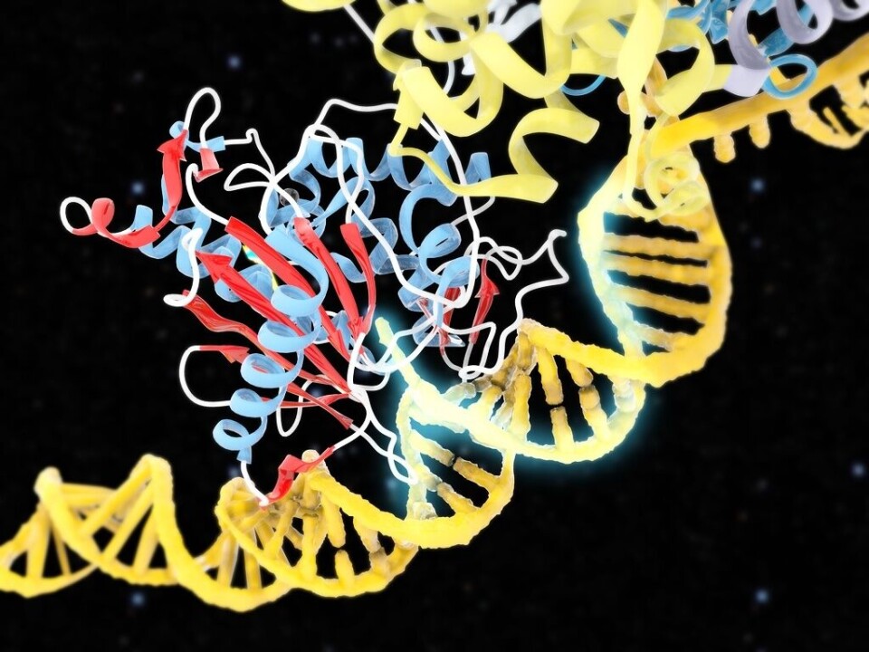Gensaxen, kallad Crispr/Cas9, innebär helt nya möjligheter att klippa och klistra i arvsmassa. Arkivbild. Foto: Science Photo Library/TT Gensaxen, kallad Crispr/Cas9, innebär helt nya möjligheter att klippa och klistra i arvsmassa. Arkivbild. Foto: Science Photo Library/TT