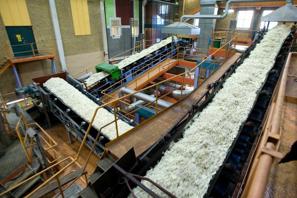 Sockerbetorna tvättas och skärs i långa strimlor på Örtofta sockerbruk i Skåne, sedan extraheras sockret och blir till sockersaft. Foto: STIG-ÅKE JÖNSSON/TT
