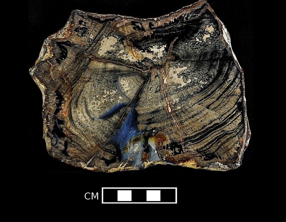 En fossiliserad trädstam från sen devon. Foto: Retallack / Wikipedia En fossiliserad trädstam från sen devon. Foto: Retallack / Wikipedia