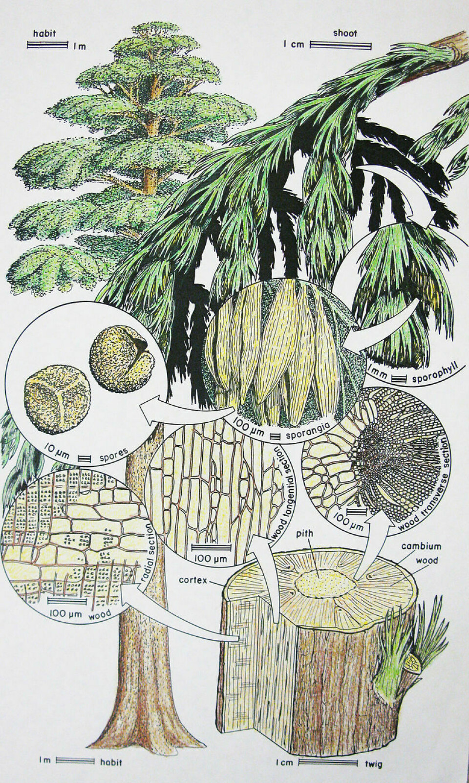 Archaeopteris var den första växten med komplexa rötter, och först med löv. Foto: Retallack / Wikipedia