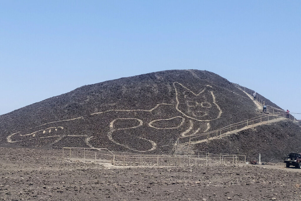 2020 upptäcktes en 37 meter lång kattfigur på en kulle i Nasca. Katten hade dolts av åratal av erosion. Foto: Jhony Islas/AP/TT 2020 upptäcktes en 37 meter lång kattfigur på en kulle i Nasca. Katten hade dolts av åratal av erosion. Foto: Jhony Islas/AP/TT