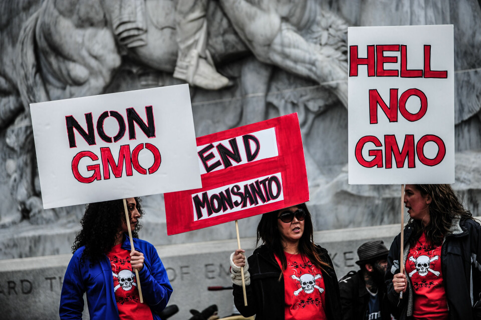 Motståndet mot GMO-tekniken har periodvis lett till högljudda protester och manifestationer. Inte sällan har ilskan riktats mot stora aktörer inom området, som det biotekniska jordbruksföretaget Monsanto. Foto: ALEX MILAN TRACY/NURPHOTO/REX