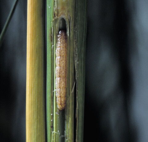Larv från malen Chilo suppressalis äter sig igenom en risplanta. Foto: SCIENCE PHOTO LIBRARY/TT Larv från malen Chilo suppressalis äter sig igenom en risplanta. Foto: SCIENCE PHOTO LIBRARY/TT