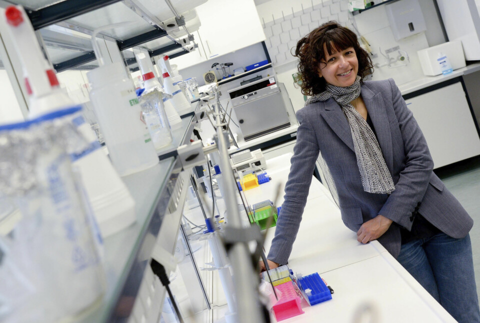 År 2011 publicerade Emmanuelle Charpentier sin upptäckt av den tidigare okända molekylen som kallas tracrRNA. I samband med det inledde hon samarbetet med biokemisten Jennifer Doudna. De tilldelades Nobelpriset i kemi 2020 för den så kallade gensaxen, Crispr, som revolutionerade möjligheten att klippa och klistra i arvsmassan. Foto: PETER STEFFEN/TT