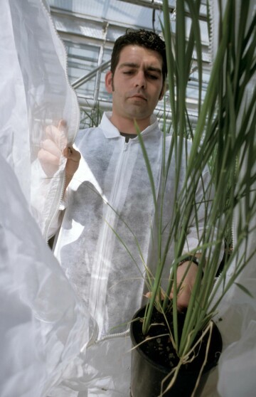 Forskare vid franska jordbruksinstitutet i Montpellier har bland annat granskat hur olika varianter av genmodifiering påverkat motståndskraften mot skadeinsekten mal. Ris utgör en viktig basdiet för halva jordens befolkning. Bilden är från 2010. Foto: SCIENCE PHOTO LIBRARY/TT