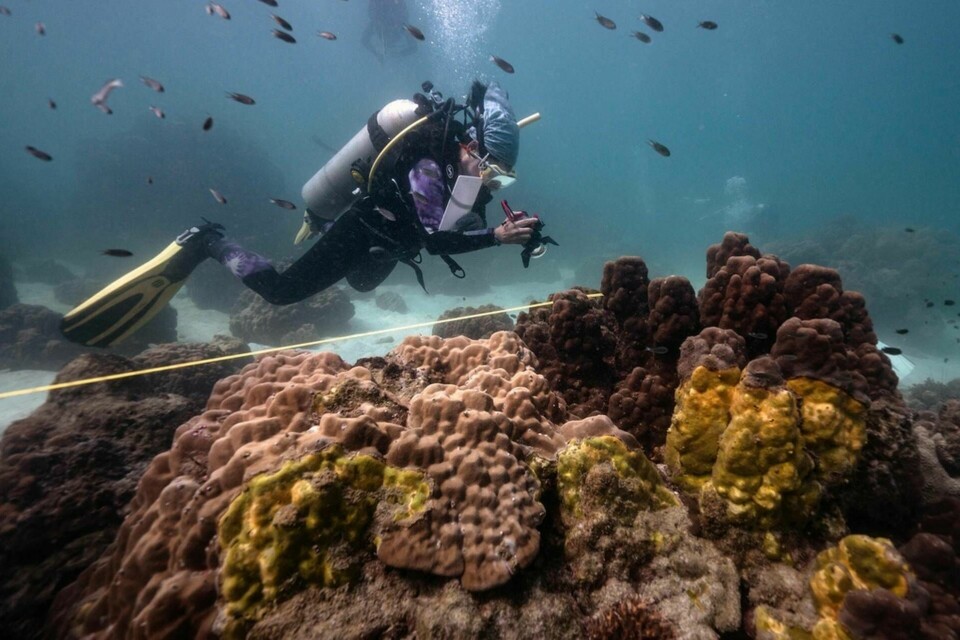 Marinbiologen Lalita ”Nan” Putchim fotograferar koraller som drabbats av sjukdomen yellow band disease som tar död på de viktiga korallreven. Foto: Lillian Suwanrumpha/AFP/TT