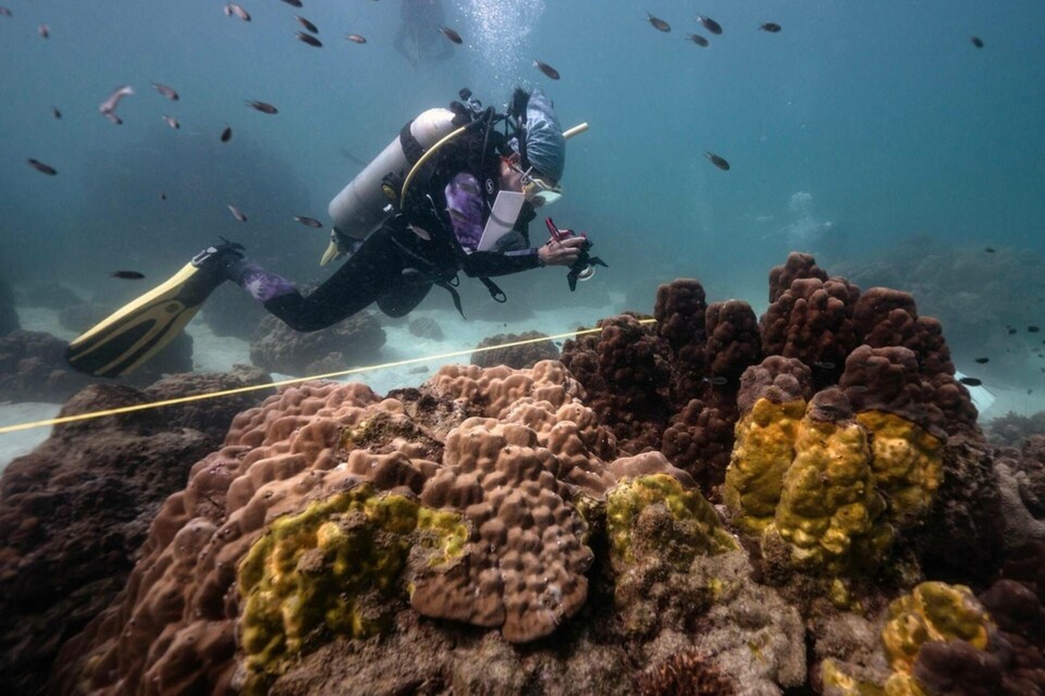 Marinbiologen Lalita ”Nan” Putchim fotograferar koraller som drabbats av sjukdomen yellow band disease som tar död på de viktiga korallreven. Foto: Lillian Suwanrumpha/AFP/TT Marinbiologen Lalita ”Nan” Putchim fotograferar koraller som drabbats av sjukdomen yellow band disease som tar död på de viktiga korallreven. Foto: Lillian Suwanrumpha/AFP/TT