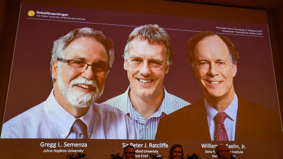 Nobelkommittén presenterar Nobelpriset i fysiologi eller medicin som tilldelas fr v Gregg L. Semenza, Sir Peter J. Ratcliffe och William G. Kaelin Jr. Foto: Pontus Lundahl/TT Nobelkommittén presenterar Nobelpriset i fysiologi eller medicin som tilldelas fr v Gregg L. Semenza, Sir Peter J. Ratcliffe och William G. Kaelin Jr. Foto: Pontus Lundahl/TT