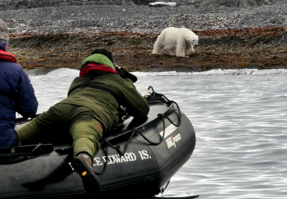 Isbjörnarna är utsatta när isarna krymper. Foto: Nina Haabeth/NTB Scanpix/TT