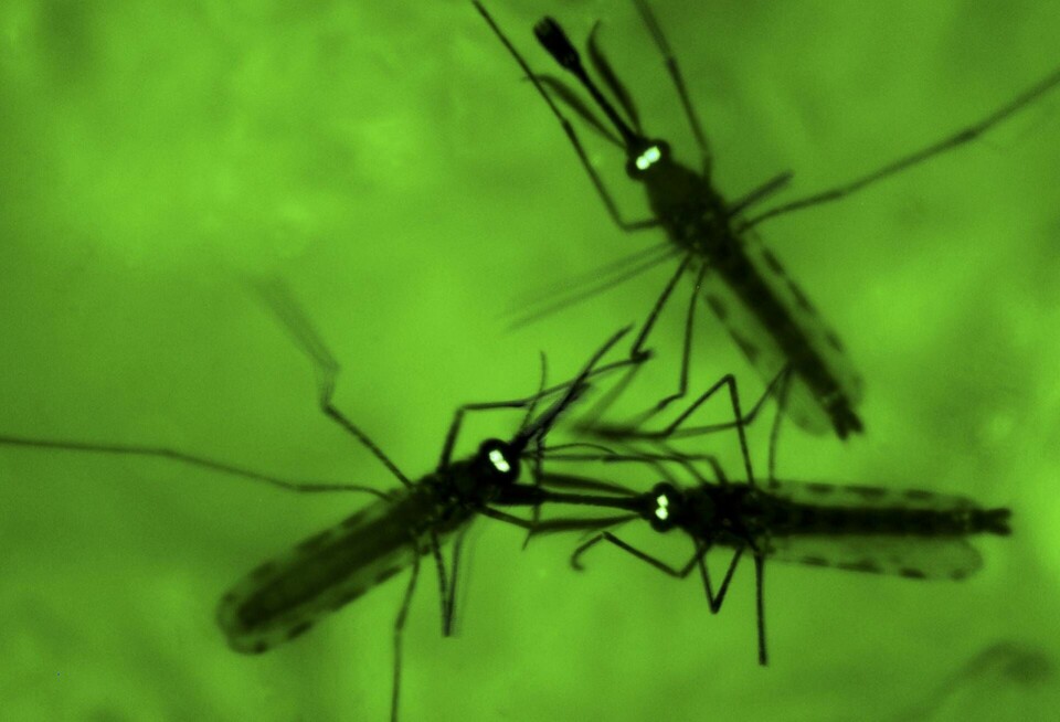 Resistenta varianter av malariaparasiten, som sprids via myggor, blir vanligare i Afrika. Foto: Jacquelyn Martin/AP/TT