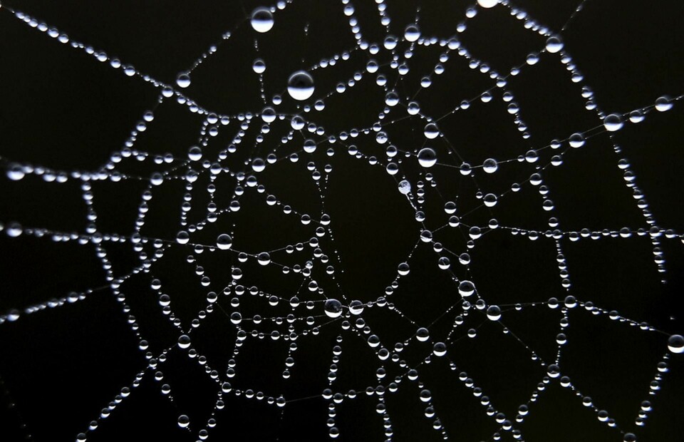 Spindelns nät är svårslaget i kombinationen styrka och tunnhet. Arkivbild från Tyskland. Foto: Karl-Josef Hildenbrand/DPA/AP/TT