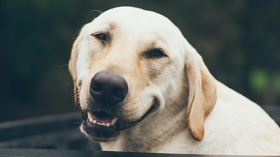 Hundar kan, likt människor, gråta glädjetårar, hävdar forskare. Foto: Unsplash Hundar kan, likt människor, gråta glädjetårar, hävdar forskare. Foto: Unsplash