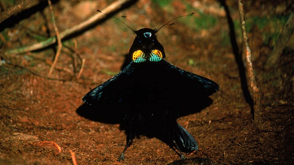 Paradisfågels svarta fjädrar får forskarna att häpna. Foto: IBL