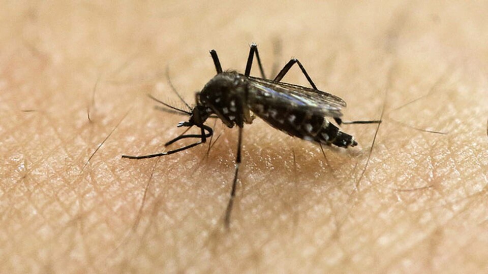 I projektet ska hanmyggor av den tropiska myggarten Aedes aegypti steriliseras med hjälp av röntgenstrålning. Foto: Andre Penner I projektet ska hanmyggor av den tropiska myggarten Aedes aegypti steriliseras med hjälp av röntgenstrålning. Foto: Andre Penner