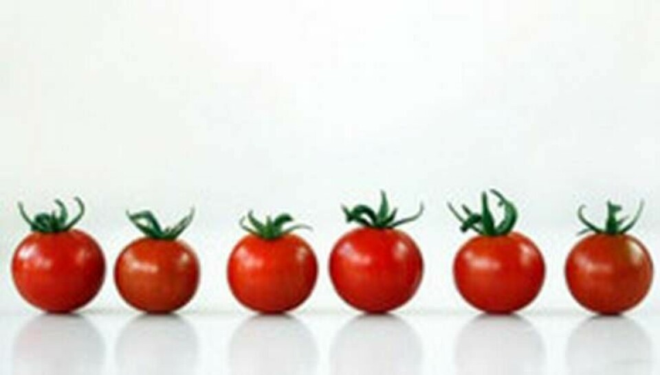 Tomater på väg mot nya uppgifter. Foto: Ford
