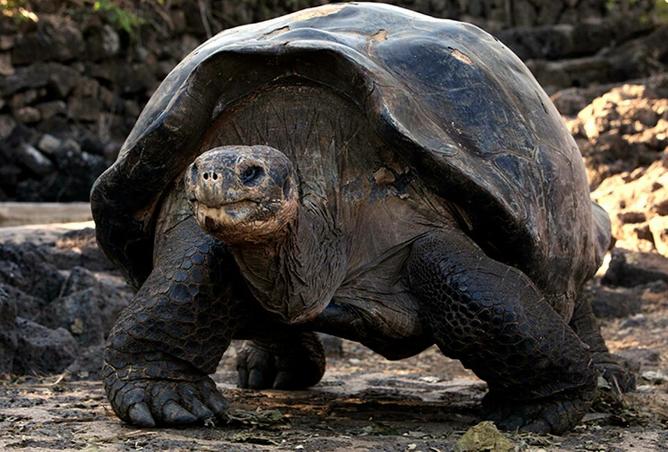 Galapagossköldpadda. Foto: AP Photo/Dolores Ochoa/TT