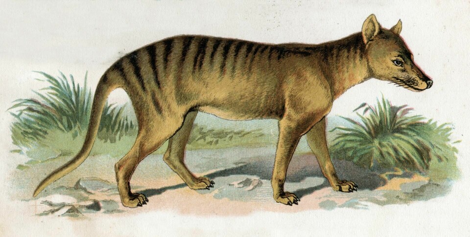 Illustration av en tasmansk tiger i Le Monde Vivant av Henri Coutiere, 1929. Forskare hoppas kunna avutrota arten. Foto: Cci/REX/TT