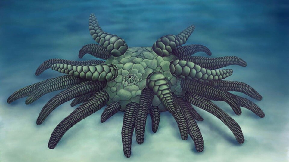 Rekonstruktion av Sollasina cthulhu. Foto: Courtesy of Elissa Martin, Division of Invertebrate Paleontology, Yale Peabody Museum of Natural History. Rekonstruktion av Sollasina cthulhu. Foto: Courtesy of Elissa Martin, Division of Invertebrate Paleontology, Yale Peabody Museum of Natural History.