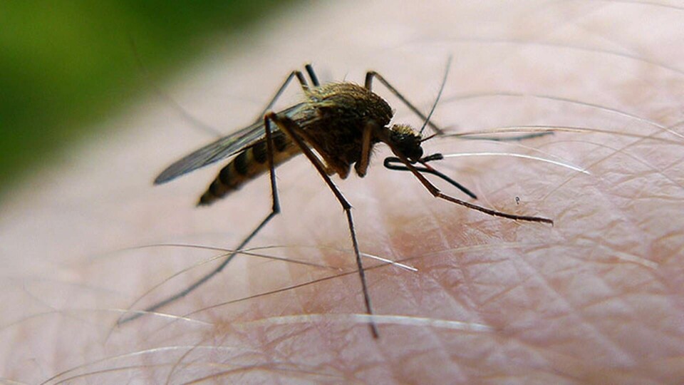 Arkivbild på en mygga som sticker en man på handen. Foto: Johan Nilsson / SCANPIX / TT
