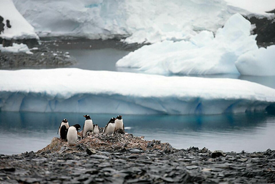 Det är i gränslandet mellan kust och hav som isgrottorna på Antarktis uppstår. Foto: TT / AP Photo / Natacha Pisarenko