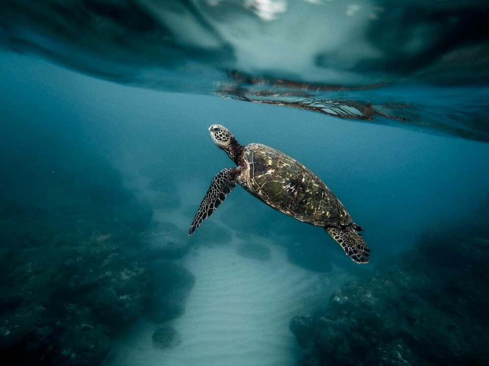 Av 102 studerade havssköldpaddor från tre olika världshav visade sig samtliga ha mikroplaster i magen. Foto: Pexels/Pixabay