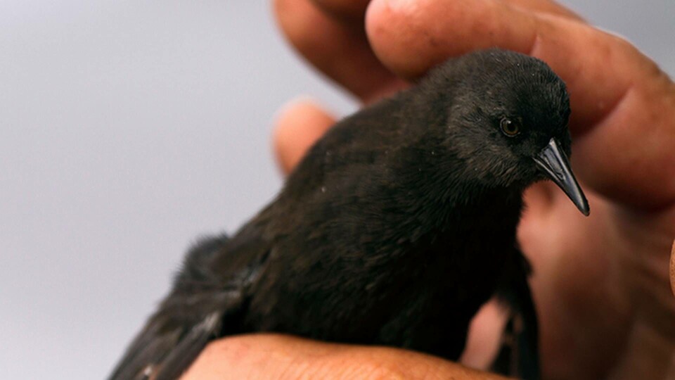 Atlantrallen är världens minsta flygoförmögna fågel. Foto: Chris Howarth/South Atlantic / Alamy / IBL Atlantrallen är världens minsta flygoförmögna fågel. Foto: Chris Howarth/South Atlantic / Alamy / IBL