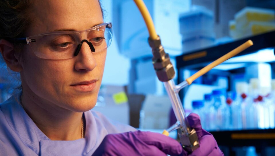Universitetet i Bath har gett sig i kast med fläsket. Forskarna har odlat celler på grässtrån. Det är ett första steg mot ett odlat kött. Foto: University of Bath Universitetet i Bath har gett sig i kast med fläsket. Forskarna har odlat celler på grässtrån. Det är ett första steg mot ett odlat kött. Foto: University of Bath