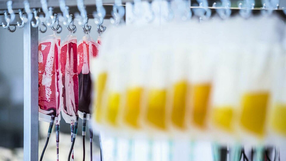 Blod- och plasmapåsar på blodbanken på Karolinska universitetssjukhuset i Huddinge. Foto: Marcus Ericsson/TT