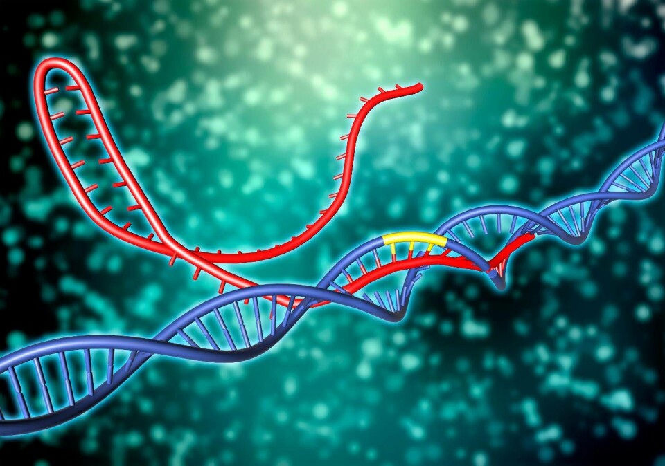Crispr-Cas9 används för att klippa i dna. Foto: Science Photo Library Crispr-Cas9 används för att klippa i dna. Foto: Science Photo Library
