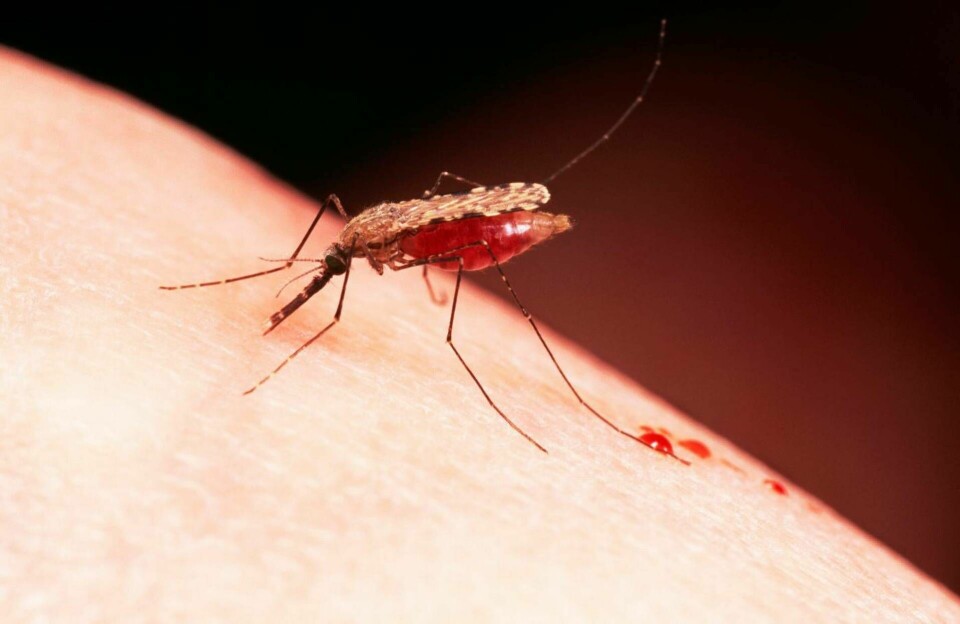 Forskare har i labbmiljö testat att genredigera myggor för att öka chansen att sprida en anti-malariagen vidare. Foto: Rights Managed/TT